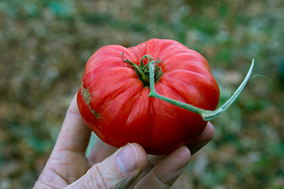 last-tomato-x400